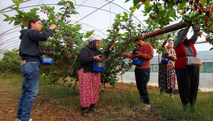 Kilosu 120 liradan Dubai'ye gönderiliyor