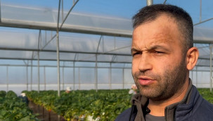 9 ay boyunca hasat yapılıyor, kilosu 150 liradan satılıyor