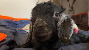 ''Uyutalım'' dediler ancak, O kıyamadı