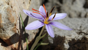 Biyokaçakçılar tanesini 900 liradan satıyordu, durduruldu