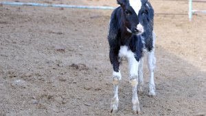 Bu yolla hayvancılıkta verim artışı sağlanacak