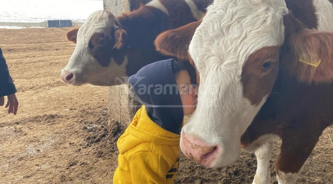Dondurucu soğukta böyle hayvancılık yapıyor, süt verimi arttı