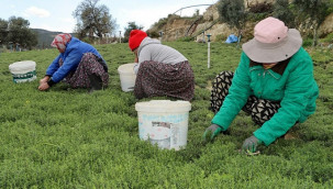 Hasadı başlayan ürünün kilosu 270 liradan satılıyor