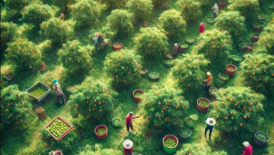 Hasat gecikince fiyat düştü, kilosu 2 bin 250 liradan satılıyor