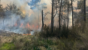 Kemer'de orman yangını