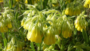 Keşfedilen yeni türe ölen profesörün adı verildi