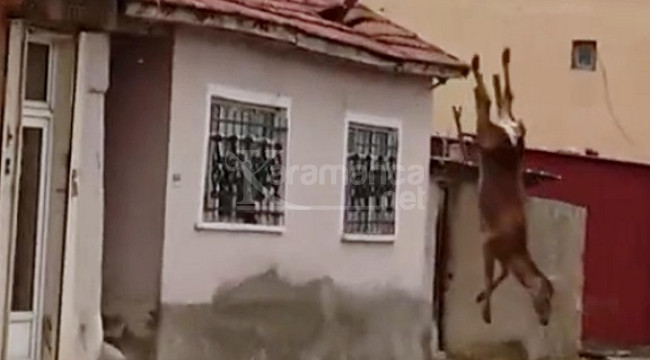 Korkup çatıya çıkan kızıl geyik, düşüp öldü