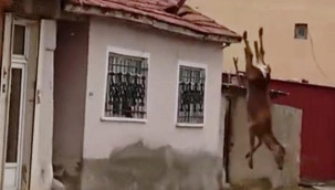 Korkup çatıya çıkan kızıl geyik, düşüp öldü