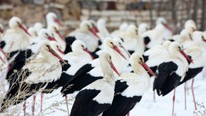 Leylekler, karlı arazide mola verdi