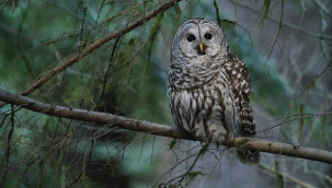 Öldürülmesi planlanan 450 bin baykuş için Trump'a çağrı