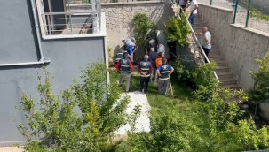 Doktorun sahiplenip öldürdüğü iddia edilen köpek sayısı 26'ya ulaştı