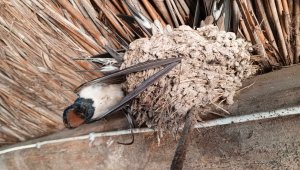 Ilgın'da hava sıcaklıkları düştü, kuşlar donarak öldü