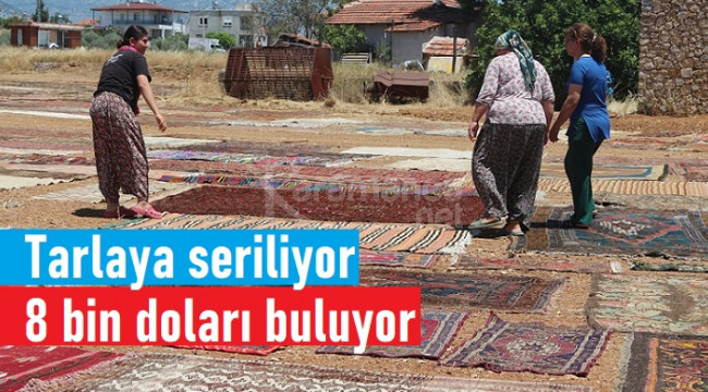 15 bin halıyı tarlaya seriyorlar, Ekim'de satışa çıkartılacak