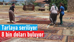 15 bin halıyı tarlaya seriyorlar, Ekim'de satışa çıkartılacak