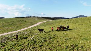 Ankara'da yılkı atları havadan görüntülendi
