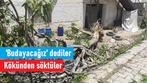 Belediye ekipleri 'Budayacağız' dedikleri ağacı kökünden söktü