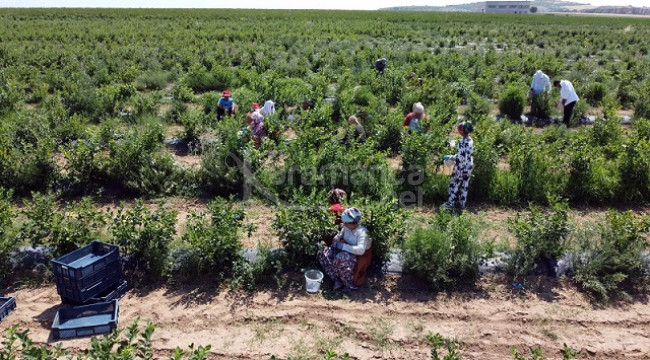 Bölgede 15 yıldır bu türden bir doğa olayı yaşanmadı, hasat başladı