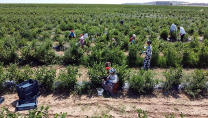 Bölgede 15 yıldır bu türden bir doğa olayı yaşanmadı, hasat başladı