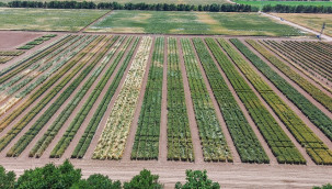 Burada üretilen tohumların yüzde 45'i kuraklığa dayanıklı