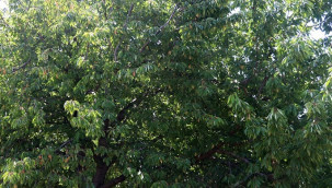 Geçen sene 45 liraydı, bu sene rekolte düşünce fiyatı 450 lira oldu