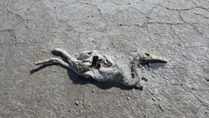 Tuz Gölü'nde 2 bin yavru flamingo öldü