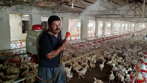 Aşırı sıcakta tavukları buzlu suyla serinletiyor