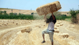 Hasadın tamamlandığı tarlalarda kavurucu sıcakta balya mesaisi