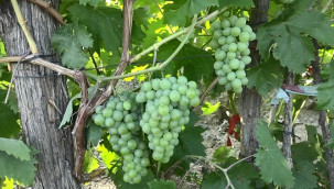 Köklerinden sökülüp nakledilen bağlarda, verim 500 kilodan 2 tona çıktı