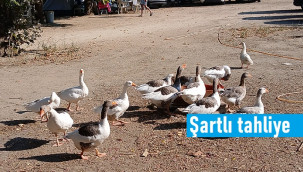 Kümese kapatılan kazlara 'şartlı tahliye' geldi