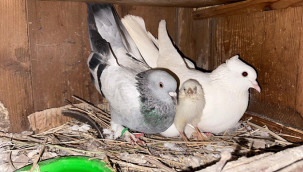 Tavuk yumurtasına kuluçkaya yatan güvercin, çıkan civcivi sahiplendi