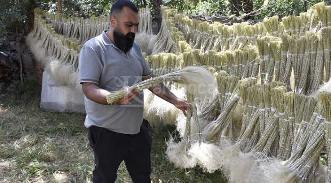 Toplanan yerden bir daha çıkmıyor, her yıl 40 bin demet gönderiyor