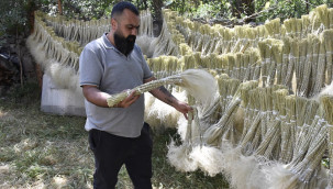 Toplanan yerden bir daha çıkmıyor, her yıl 40 bin demet gönderiyor