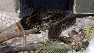 Yılan derisine ilginç talep