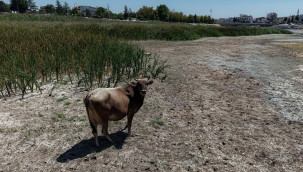'Beyşehir Gölü vefat etti'