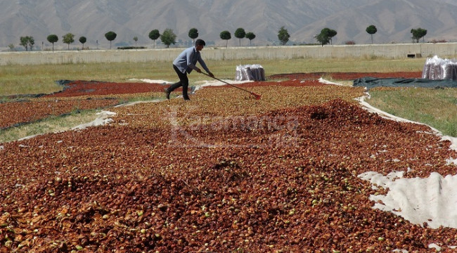 Domates değil, elmayı böyle kurutup fabrikalara satıyor