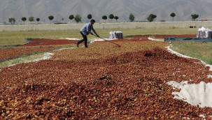 Domates değil, elmayı böyle kurutup fabrikalara satıyor
