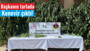 Karaman'da başkanın tarlada kenevir çıktı!