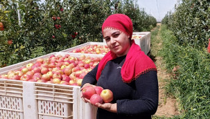 Kilosu 50 ila 60 liradan alıcı buluyor, ilk ürünler Dubai ile Libya'ya