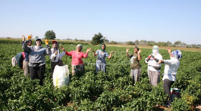 Sadece bu mahallede yetişiyor, oyun havaları eşliğinde hasat