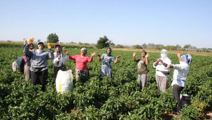 Sadece bu mahallede yetişiyor, oyun havaları eşliğinde hasat