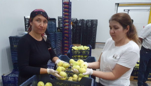 Tanesi 20 TL'den ihraç ediliyor