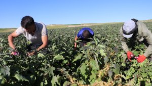 Yamula'da hasat başladı, 50 farklı çeşitte değerlendiriliyor