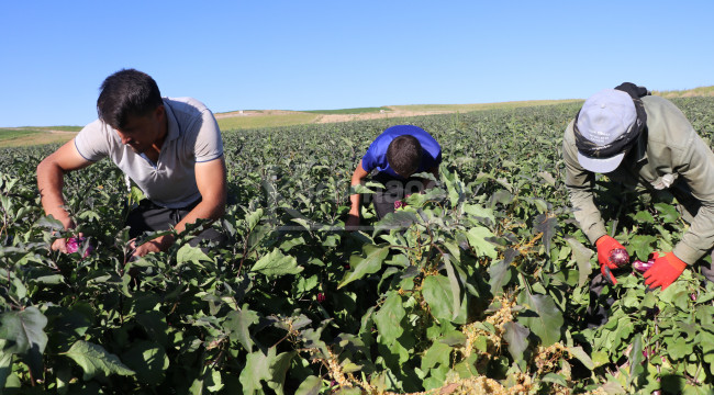 Yamula'da hasat başladı, 50 farklı çeşitte değerlendiriliyor