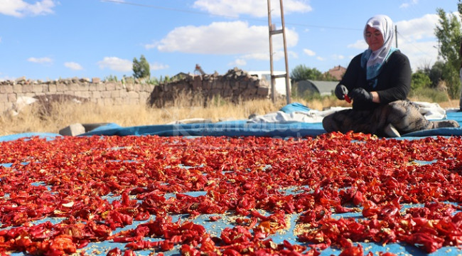 10 kilo kurudan 1 kilo toz hasat ediliyor, mesai başladı