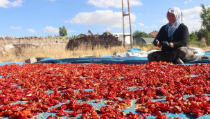 10 kilo kurudan 1 kilo toz hasat ediliyor, mesai başladı