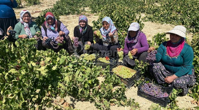 1400 rakımda hasat başladı, her yıl yaklaşık 2 bin ton ürün elde ediliyor