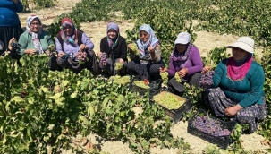 1400 rakımda hasat başladı, her yıl yaklaşık 2 bin ton ürün elde ediliyor