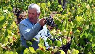 Avrupa ülkelerine satıyorlar