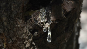 Dünyada sadece iki yerde yetişiyor, ilçede sakız hasadı başladı