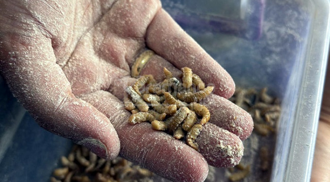 Un kurdu yetiştiriyor, haftalık 250 kilo talep var!